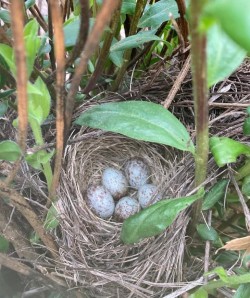 Birds nest Photo: Nancy Halloran