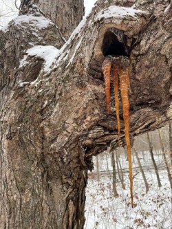 Maple Photo: Collin Miller