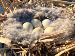 Goose nest Photo: Richard Philben