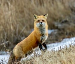 Sunday fox Photo: Karen Suhrhoff