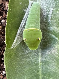 Swallowtail caterpillar Photo: Carolyn Wheeler