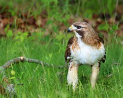Hawk Photo: Christine Young