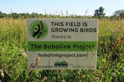 Bobolink sign Photo: Allan Strong