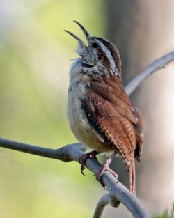 Carolina Wren Photo: Sheri Larsen