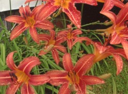 13_daylilies_2016.jpg