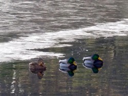 Mallards Photo: Ross Lanius