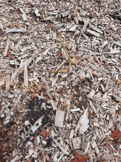 Deer scat Photo: Emily S. Rowe