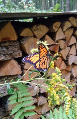Monarch September Photo: Owen Astbury