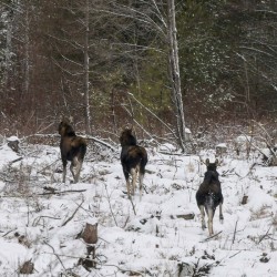 Moose Photo: AM Dannis