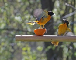 Birds Photo: Patricia Liddle
