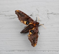 Small eyed sphinx Photo: Diana Dube