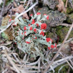 Soldier Lichen Photo: Becky Silvis