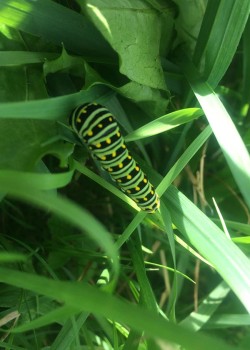 13_Swallowtail_caterpillar.jpg