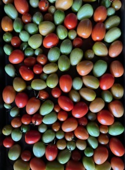 Tomatoes Photo: Carolyn  Wheeler