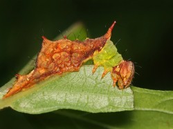Prominent caterpillar Photo: Christine Young