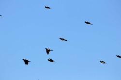Flying bobolinks Photo: Allan Strong