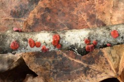 Brain fungus Photo: Ken Hatch