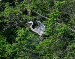 14_heron_about_to_fly_sm.jpg