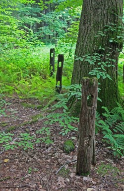 Locust Fence Post Photo: Patricia Liddle
