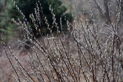 Pussy willows Photo: Geoffrey Bluh