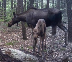 Moose family Photo: Daniel B. Hart