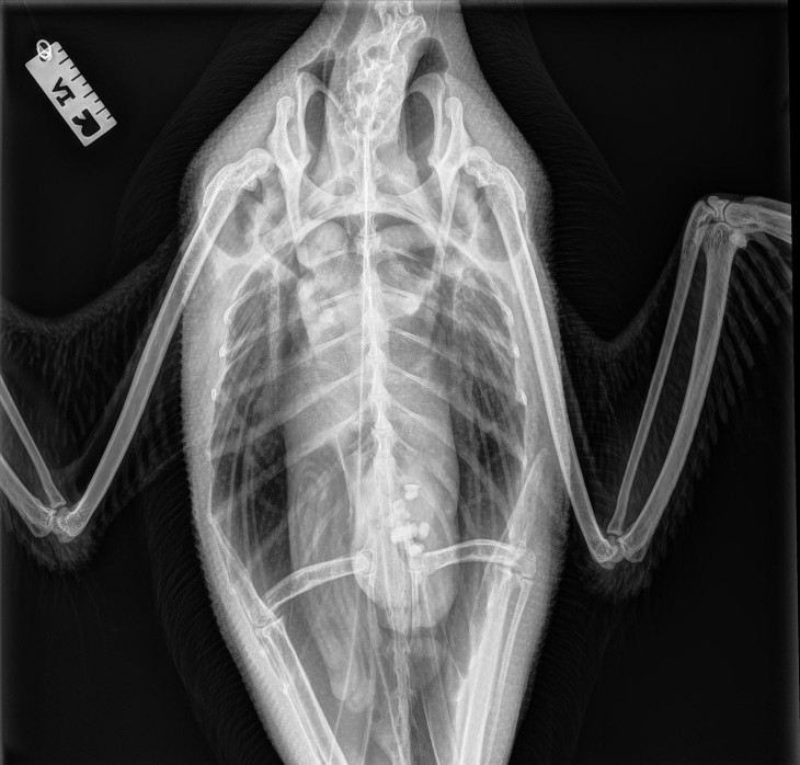 Loon radiograph