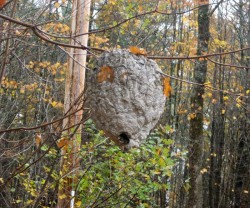 Wasp nest Photo: Harold F. Mallette
