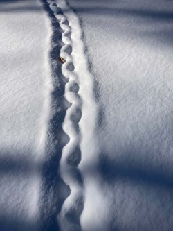 Snow tracks Photo: Andrew L. Nemethy