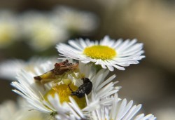 Ambush bug Photo: Jill DeVito
