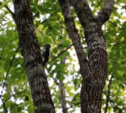 Downy woodpecker Photo: Doug Heavisides