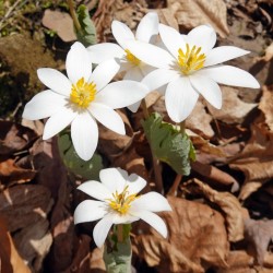 Blood root Photo: Sheri Larsen