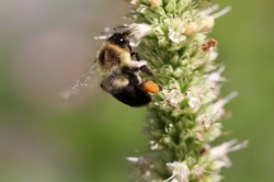 Loaded bee Photo: Ann Little