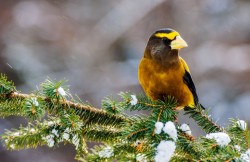 Bird in tree Photo: Paul Shepard