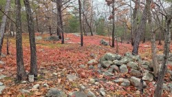 Lynn woods Photo: Ellen Simard