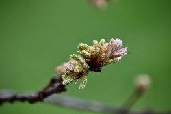 Red oak bud Photo: Liz Thompson