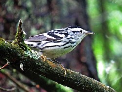 15_black_white_warbler.jpg