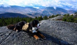 Caribou mountain Photo: Tony Marple