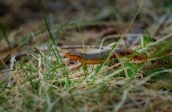 Eastern newt Photo: Larry Litke