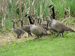 15_geese_with_babies_june.jpg