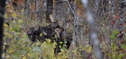 15_Lonnie_Moose_October18.jpg