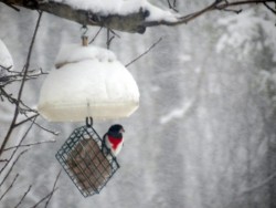 Grosbeak Photo: Carolyn