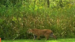 Bobcat Visitor Photo: Sheryl Gebauer