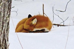 Sleepy fox Photo: JoAnne Pereira