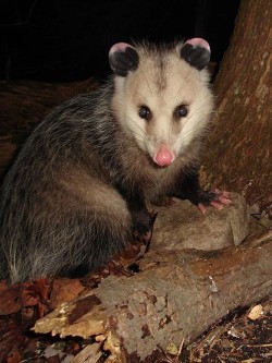 16---opossum_feb_2018.jpg