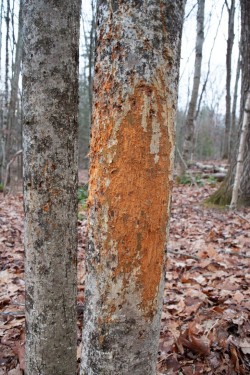 Buck scrape Photo: Geoffrey Bluh