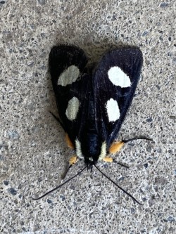 Forester moth Photo: Fred Kamerling