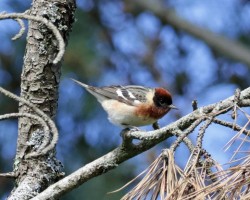 Bay breasted warbler Photo: Sheri Larsen