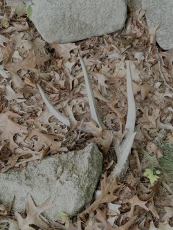 Deer antler Photo: David Nallett