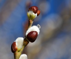 Pussy willows on ice Photo: Liz Thompson