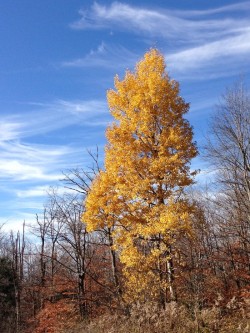 Aspen Photo: Ronald Becker